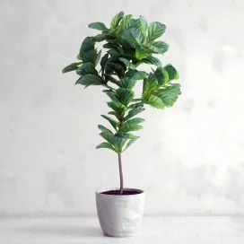 Ficus lyrata interior plant